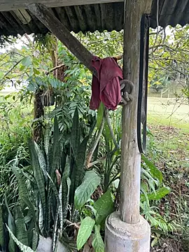 Monahliza online show from 04/06/26, 04:52