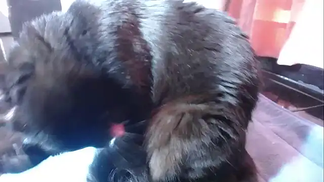 sasha sexy1 online show from 03/01/26, 02:52