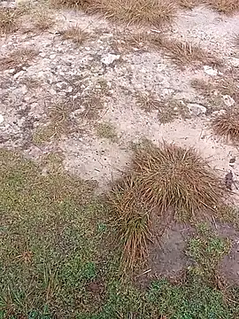 Snapshot of sexygosht chatting on 12/01/25, 02:33 sexygosht online show from 12/01/25, 02:33