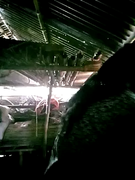 Snapshot of porimoi_505 chatting on 12/15/25, 07:34 porimoi 505 online show from 12/15/25, 07:34