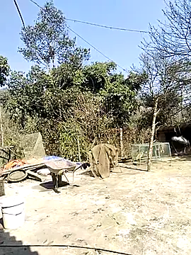 neko-nancy online show from 02/16/26, 07:04