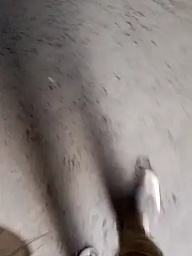 Snapshot of Nick_universal chatting on 02/28/26, 01:06 Nick universal online show from 02/28/26, 01:06