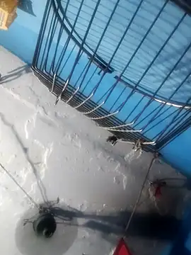 Akanksha soni online show from 04/13/26, 07:08