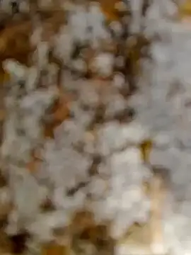 GanaderoMorboso online show from 02/15/26, 11:08