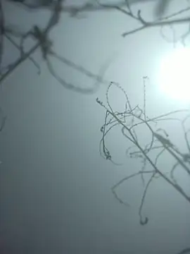 Snapshot of momo_loves chatting on 01/09/26, 07:44 momo loves online show from 01/09/26, 07:44