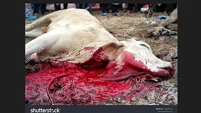 Clima muse online show from 04/12/26, 01:43