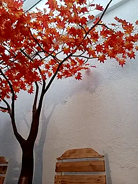 Dante Knox online show from 03/25/26, 11:16