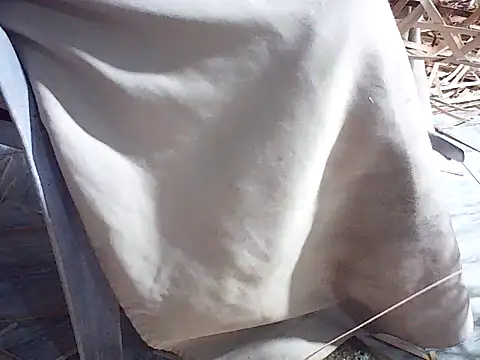 Snapshot of Futar8388 chatting on 01/13/26, 12:21 Futar8388 online show from 01/13/26, 12:21