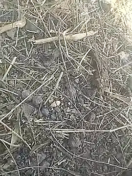 Cute Boy 4 online show from 03/08/26, 07:45