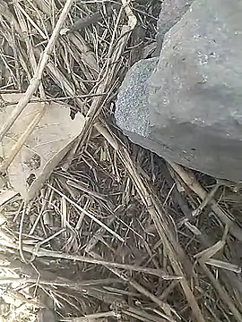 Cute Boy 4 online show from 03/13/26, 10:00