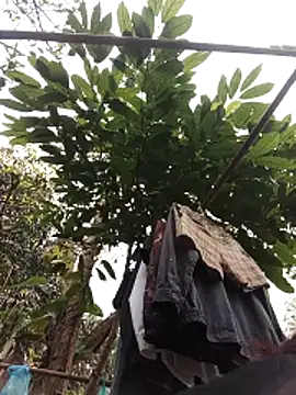 Small flower1 online show from 02/11/26, 03:11