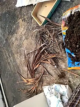 Castrol1289 online show from 02/27/26, 03:06