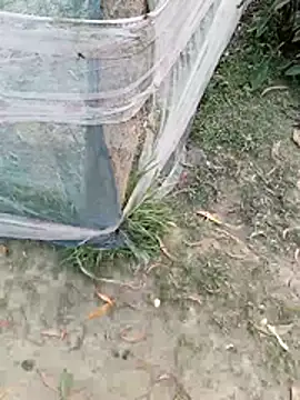 Snapshot of Tanla_akter chatting on 03/04/26, 11:38 Tanla akter online show from 03/04/26, 11:38