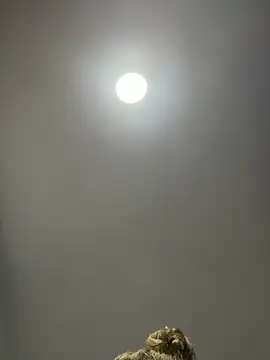 Snapshot of Angelicalove07 chatting on 03/01/26, 04:03 Angelicalove07 online show from 03/01/26, 04:03