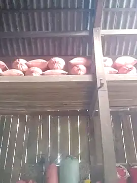 Linka998 online show from 03/03/26, 06:30