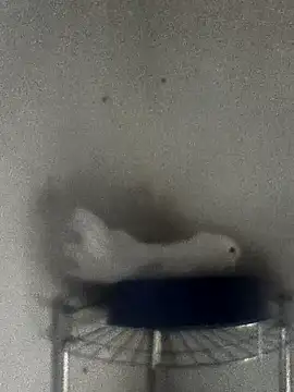 hydra0613 online show from 02/22/26, 10:41