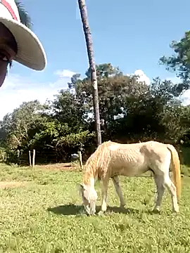 nego5628 online show from 03/08/26, 06:12