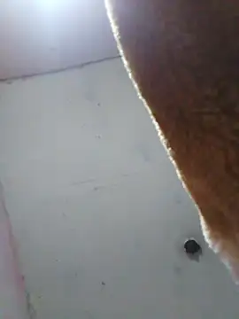 cobrosdepagos online show from 04/16/26, 08:04