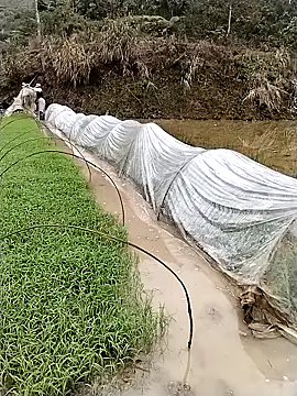 ngocbao11 online show from 03/12/26, 01:12