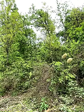 yin202601 online show from 03/26/26, 06:08