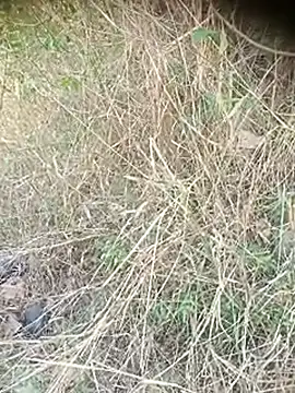 Ambala1 online show from 04/12/26, 06:40