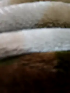 beast 0003 online show from 04/29/26, 03:49