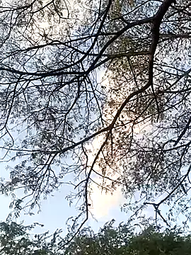 Teluguammai 123 online show from 07/12/26, 01:02