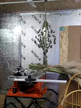 IronedTitan online show from 12/12/24, 02:26