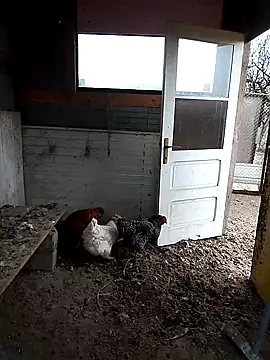 sarpe4 online show from 11/22/25, 07:29