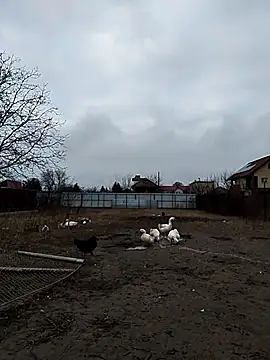 sarpe4 online show from 12/23/25, 06:44