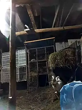 sarpe4 online show from 02/08/26, 06:44