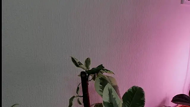 Snapshot of BowToYourWeakness chatting on 02/08/25, 01:01 BowToYourWeakness online show from 02/08/25, 01:01