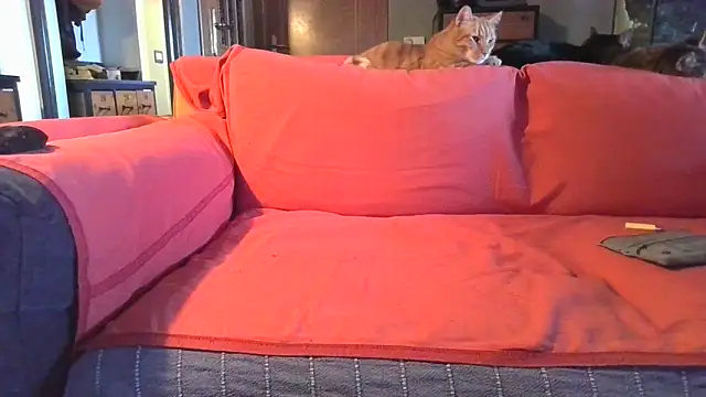 Snapshot of naked_bear chatting on 02/05/25, 10:41 naked bear online show from 02/05/25, 10:41