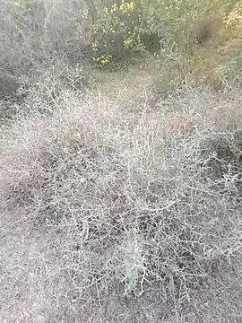 rameshmry1 online show from 03/06/26, 12:12