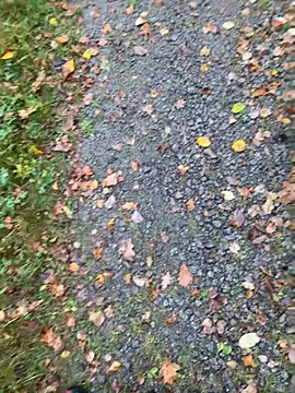 Snapshot of hamstergrabben chatting on 10/24/25, 11:50 hamstergrabben online show from 10/24/25, 11:50