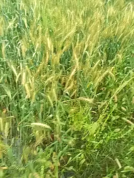 FinableKnee online show from 03/29/26, 04:12