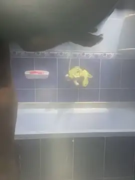 Arabien Pharaoh- online show from 02/12/25, 03:18