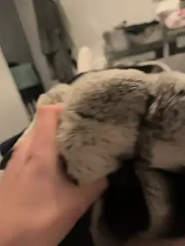 Snapshot of Furdale chatting on 12/16/24, 05:11 Furdale online show from 12/16/24, 05:11