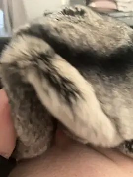 Snapshot of Furdale chatting on 02/24/25, 04:26 Furdale online show from 02/24/25, 04:26