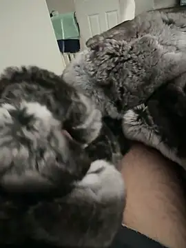 Snapshot of Furdale chatting on 09/24/25, 02:20 Furdale online show from 09/24/25, 02:20