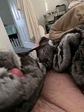 Furdale online show from 02/17/26, 04:24