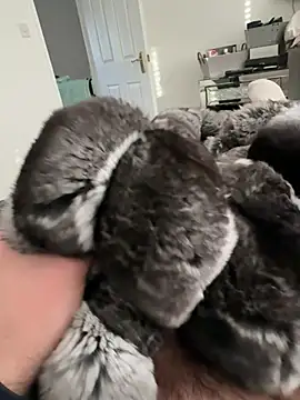 Furdale online show from 02/23/26, 03:53