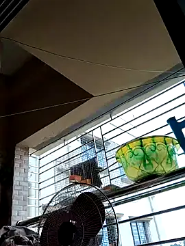 Snapshot of sanjib-1234 chatting on 09/19/25, 04:14 sanjib-1234 online show from 09/19/25, 04:14