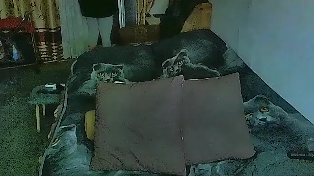 sex2 online show from 11/12/25, 11:36