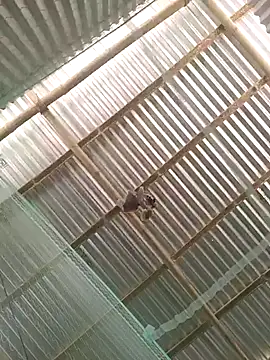 Snapshot of Gautambaro chatting on 02/13/26, 07:37 Gautambaro online show from 02/13/26, 07:37