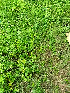 kummuduabbai online show from 09/12/25, 08:25