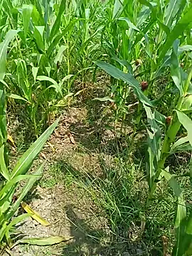 kummuduabbai online show from 03/25/26, 07:47