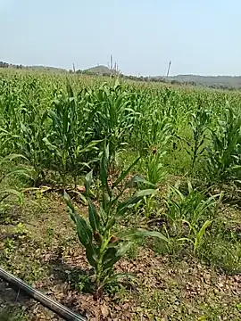 kummuduabbai online show from 03/27/26, 05:35