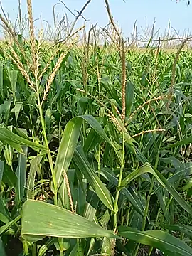 kummuduabbai online show from 04/12/26, 04:06