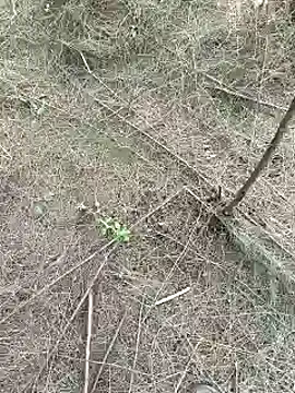 Gopal1243 online show from 02/15/25, 09:27